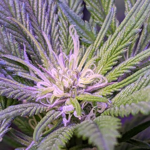 Strawberry growlog timeline photo