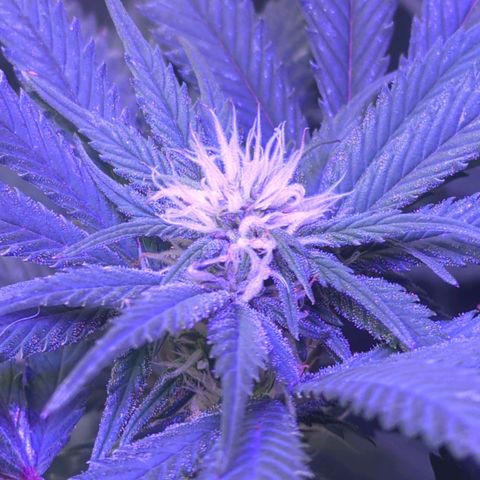 Strawberry growlog timeline photo