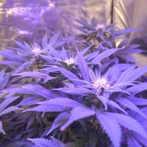 Strawberry growlog timeline photo