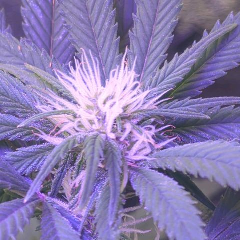 Strawberry growlog timeline photo