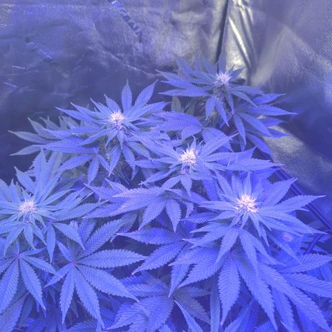 Strawberry growlog timeline photo