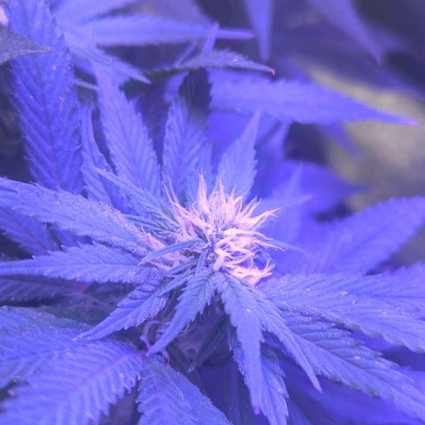 Strawberry growlog timeline photo