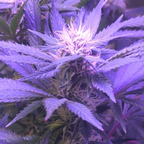 Strawberry growlog timeline photo