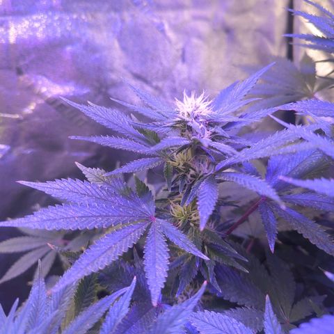 Strawberry growlog timeline photo