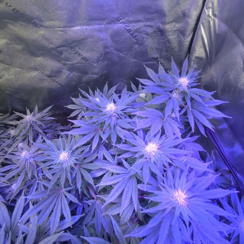 Strawberry growlog timeline photo