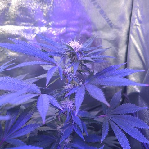 Strawberry growlog timeline photo