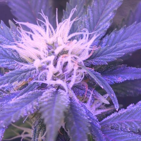 Strawberry growlog timeline photo