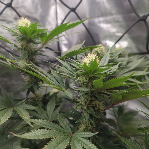 Strawberry growlog timeline photo