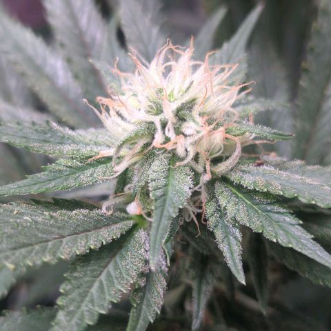 Strawberry growlog timeline photo