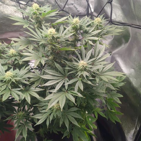 Strawberry growlog timeline photo