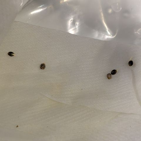 Garlic Budder #1  growlog photo: 4 out of 5 so far