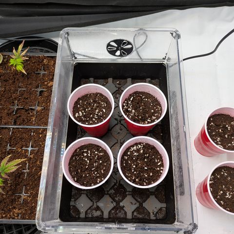 Garlic Budder #1  growlog timeline photo