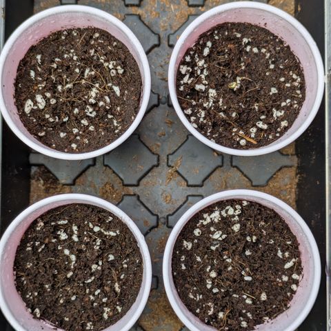 Garlic Budder #1  growlog timeline photo