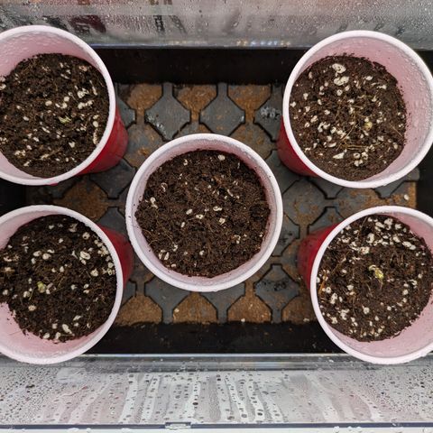 Garlic Budder #1  growlog timeline photo