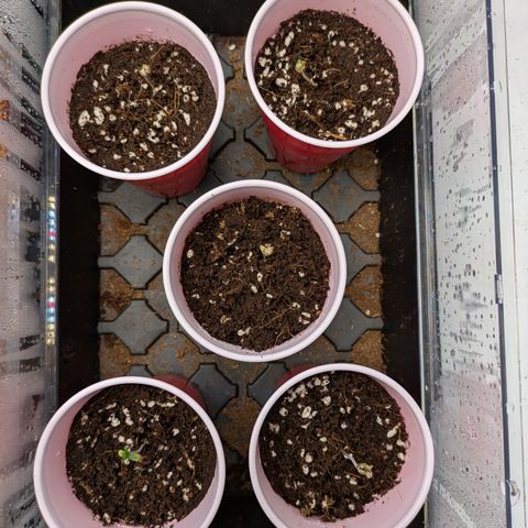 Garlic Budder #1  growlog timeline photo