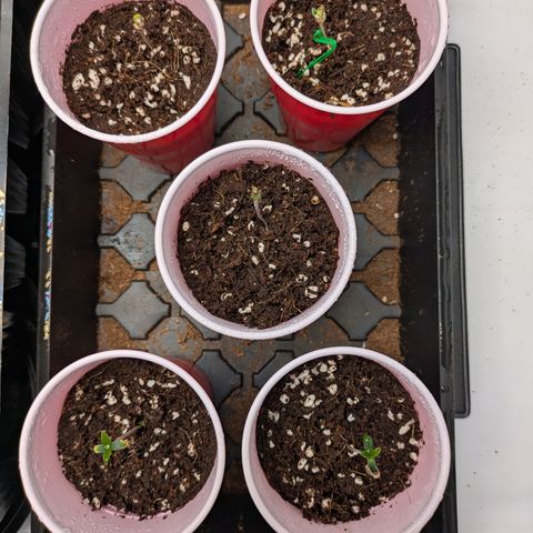 Garlic Budder #1  growlog timeline photo
