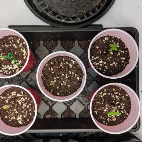 Garlic Budder #1  growlog timeline photo