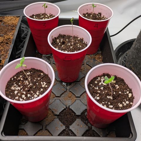Garlic Budder #1  growlog timeline photo