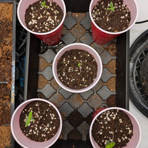Garlic Budder #1  growlog timeline photo
