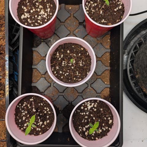 Garlic Budder #1  growlog timeline photo