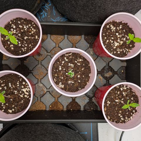 Garlic Budder #1  growlog timeline photo