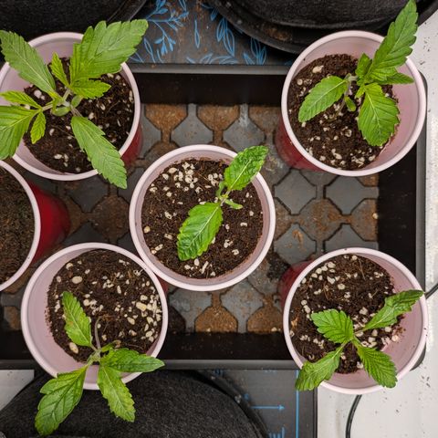 Garlic Budder #1  growlog timeline photo