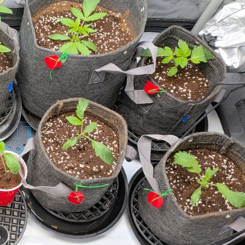 Garlic Budder #1  growlog timeline photo