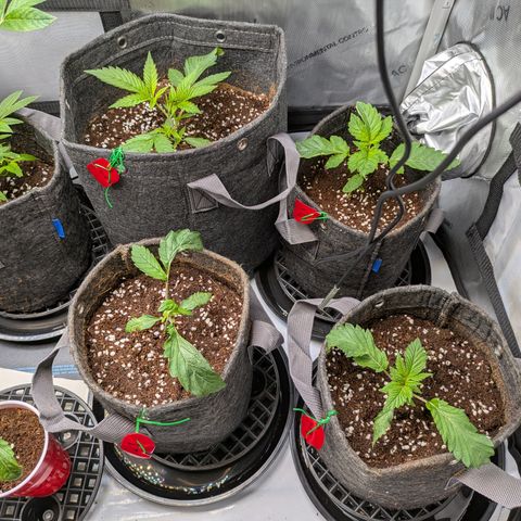 Garlic Budder #1  growlog timeline photo