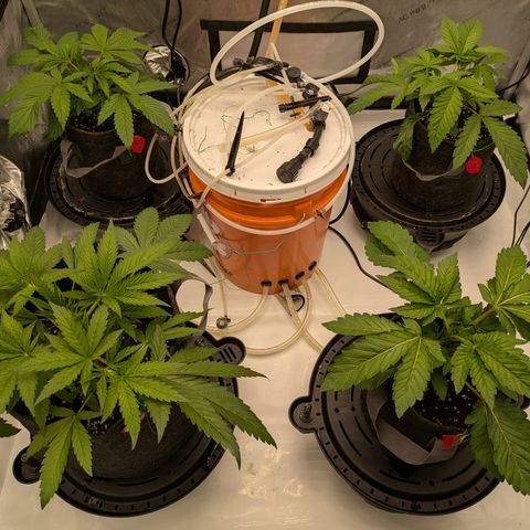 Garlic Budder #1  growlog timeline photo