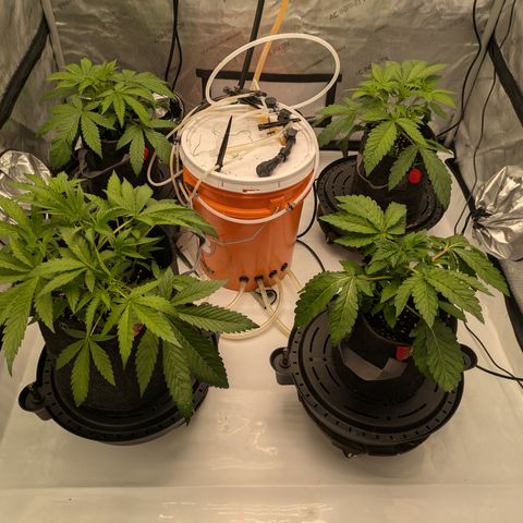 Garlic Budder #1  growlog timeline photo