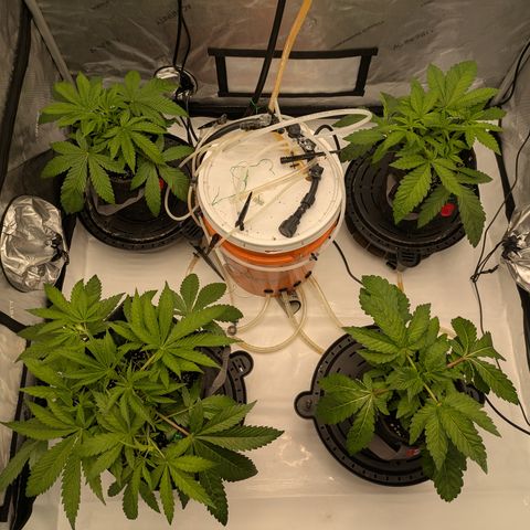 Garlic Budder #1  growlog timeline photo