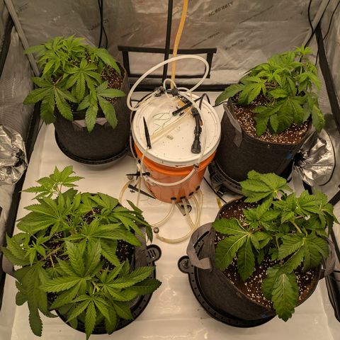 Garlic Budder #1  growlog timeline photo