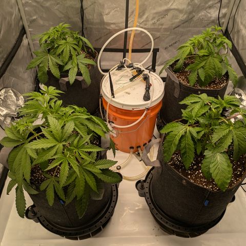 Garlic Budder #1  growlog timeline photo