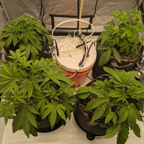 Garlic Budder #1  growlog timeline photo