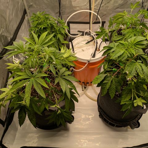 Garlic Budder #1  growlog photo: Topped and lst 