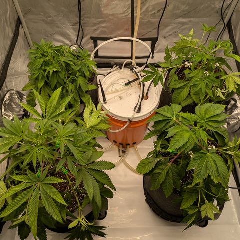 Garlic Budder #1  growlog photo: Topped and lst 