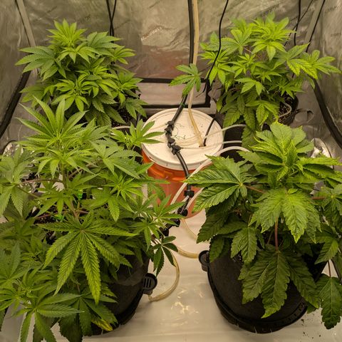 Garlic Budder #1  growlog timeline photo