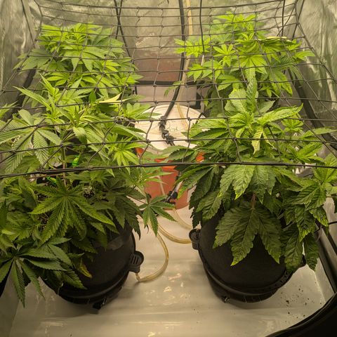Garlic Budder #1  growlog timeline photo