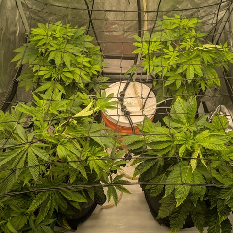 Garlic Budder #1  growlog timeline photo