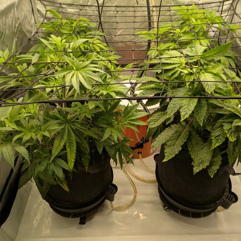 Garlic Budder #1  growlog timeline photo