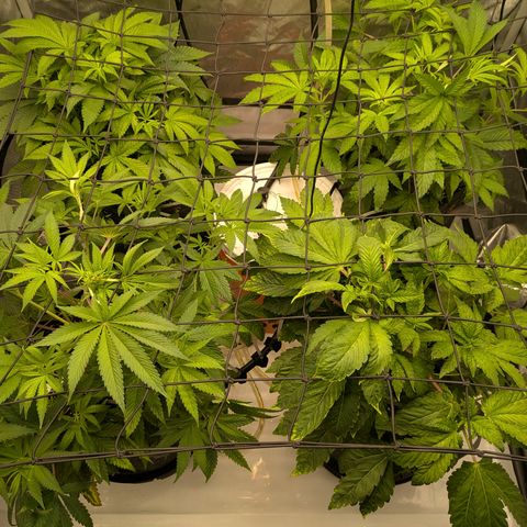 Garlic Budder #1  growlog timeline photo