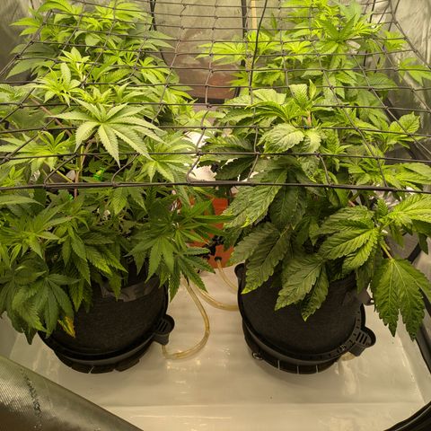 Garlic Budder #1  growlog timeline photo