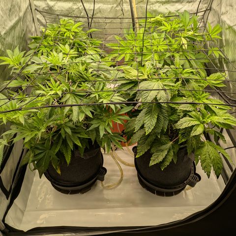Garlic Budder #1  growlog timeline photo