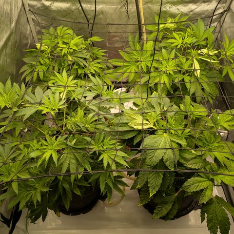 Garlic Budder #1  growlog timeline photo