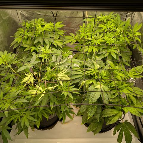 Garlic Budder #1  growlog timeline photo