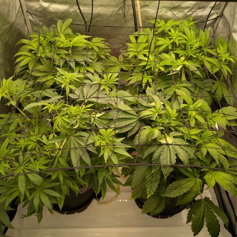 Garlic Budder #1  growlog timeline photo