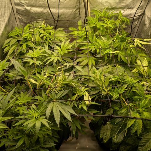Garlic Budder #1  growlog timeline photo