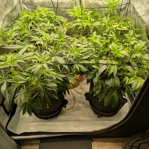 Garlic Budder #1  growlog timeline photo