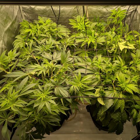 Garlic Budder #1  growlog timeline photo