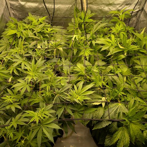 Garlic Budder #1  growlog timeline photo